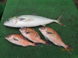 雨の海上釣堀　メジロ&マダイ