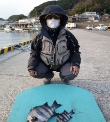 神谷一文字　カゴ釣りでグレ＆イシダイの釣果