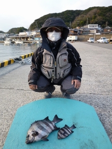 神谷一文字　カゴ釣りでグレ＆イシダイの釣果