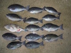 湯浅の磯でフカセ釣り　チヌ＆グレにウマヅラ