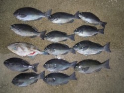 湯浅の磯でフカセ釣り　チヌ＆グレにウマヅラ…