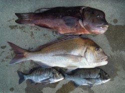 湯浅の磯・カルモ島　フカセでマダイ75cm・チヌ・カンダイ