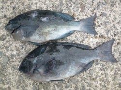 沖一文字にてフカセでグレ40cm、カゴ釣りでもグレの釣果ありました