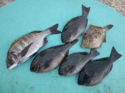 磯のフカセ釣果　ケムリ島、ヒラバエにて良型チヌとグレ