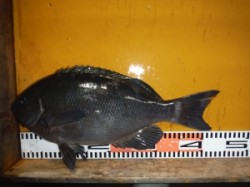 三尾の磯・黒島にて４０ｃｍオーバーのグレ(…