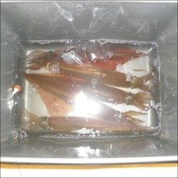 内浦湾、テーラー仕掛けでヤリイカ好釣！エサはささみです