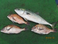 【18日】田井の釣り堀でメジロ&マダイ