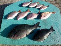 神谷沖一文字でカゴ釣り　グレにチャリコ