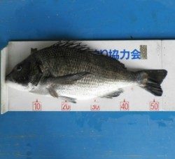 日引磯でチヌ54.5cmを頭に4匹☆