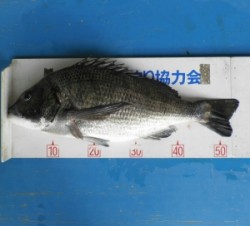 日引磯でチヌ54.5cmを頭に4匹☆