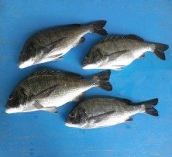 日引磯でチヌ54.5cmを頭に4匹☆
