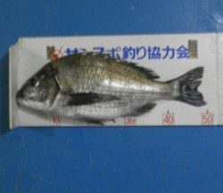 青井イカダ、上佐波賀イカダで良型チヌがあがりました