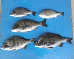 青井イカダ、上佐波賀イカダで良型チヌがあがりました