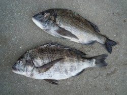 カルモ島など湯浅の磯でのチヌ・グレ釣果