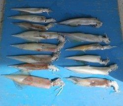 伊根の波止にてエギングでヤリイカ14ハイ