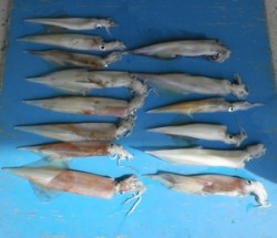 伊根の波止にてエギングでヤリイカ14ハイ