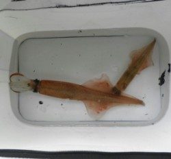 伊根の波止にてエギングでヤリイカ14ハイ