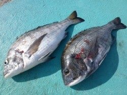 沖一文字フカセで良型チヌ・グレ　神谷一文字カゴ釣りでチヌ45ｃｍ・4ｃｍ　