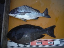 小仲島、立島にてグレ45cmの良型がヒット…