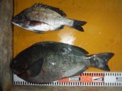 小仲島、立島にてグレ45cmの良型がヒット!