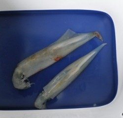 内浦湾の波止でナイスサイズのヤリイカ、早朝の釣果でした