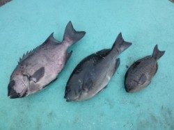 沖一文字内向き　フカセ釣りでグレとサンバソウ