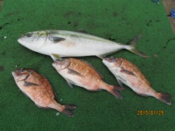 田井の海上釣り堀でメジロ・マダイ