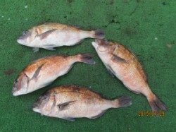 田井の海上釣り堀でメジロ・マダイ