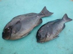 沖一文字内向きのカゴ釣り〜グレとイサギの釣果