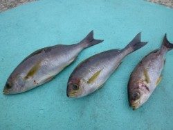 沖一文字内向きのカゴ釣り〜グレとイサギの釣果