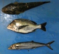 平周辺　チニングとジギングでマゴチ・チヌ・…