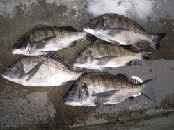 湯浅の磯・カルモ島にてフカセでチヌ・グレ