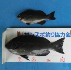 小橋磯で良型グレ　天気の良い日を狙ってフカセ