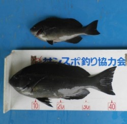 小橋磯で良型グレ　天気の良い日を狙ってフカ…