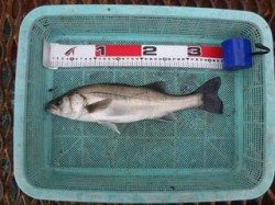 須磨海づり公園　エビ撒きウキ釣りでセイゴの釣果