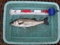 須磨海づり公園　エビ撒きウキ釣りでセイゴの…