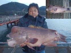 須磨海づり公園で大物コブダイ 兵庫県 瀬戸内海側 神戸市立須磨海づり公園 落とし込み カンダイ 陸っぱり 釣り 魚釣り 釣果情報サイト カンパリ