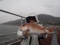 須磨海づり公園　ウキ流し釣りでマダイ45cm