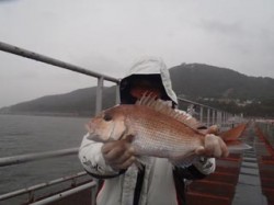 須磨海づり公園　ウキ流し釣りでマダイ45c…
