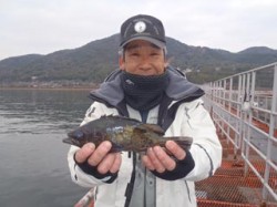 須磨海づり公園　シラサエビで良型メバルの釣…