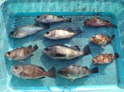 須磨海釣り公園　胴突きでメバル・ガシラ