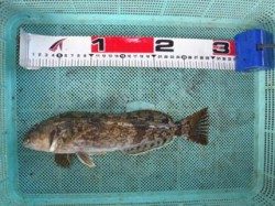 須磨海づり公園　落とし込みでアイナメ29cm☆