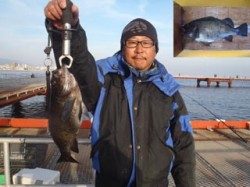 須磨海づり公園にてメバル29cm☆