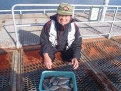 須磨海づり公園でウミタナゴ　サビキでの釣果です