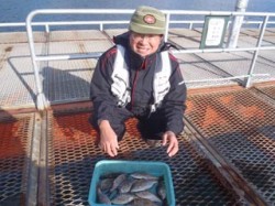 須磨海づり公園でウミタナゴ　サビキでの釣果…