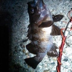 東二見　ベリースロー&ドリフトで広範囲に探りナイスサイズのメバル