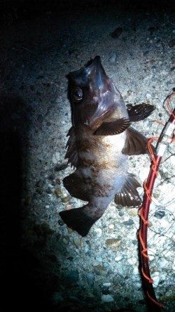 東二見　ベリースロー&ドリフトで広範囲に探りナイスサイズのメバル