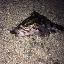 ロックフィッシュ