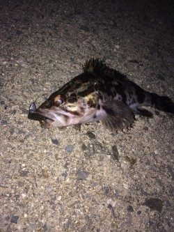 ロックフィッシュ