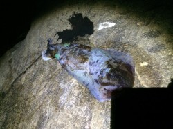 初釣りは南紀へ　市江港周辺ヤエン釣りでアオ…